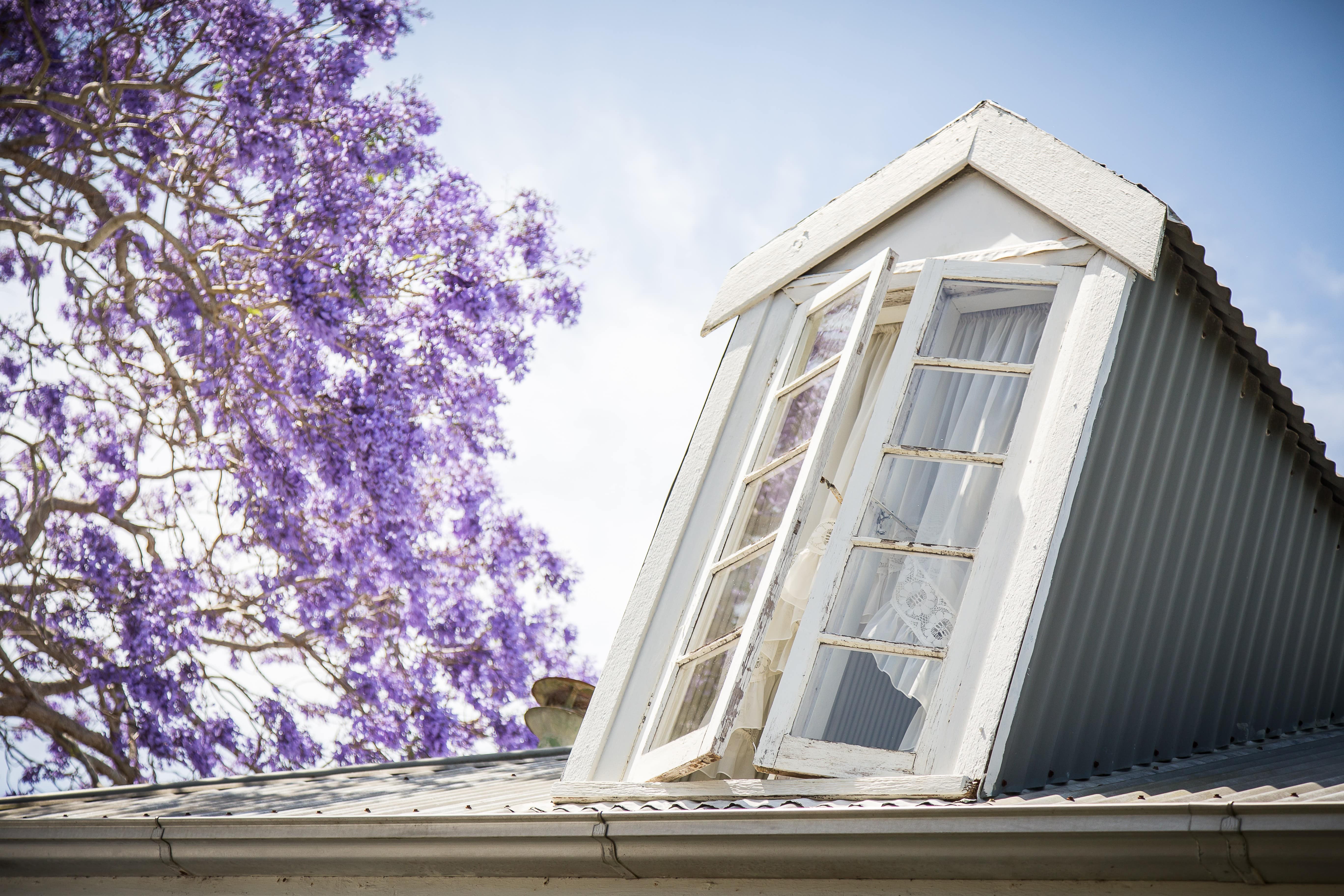 Rustic dormer window on top of Tanilba House Maids Quarters with flowering jacarandah tree