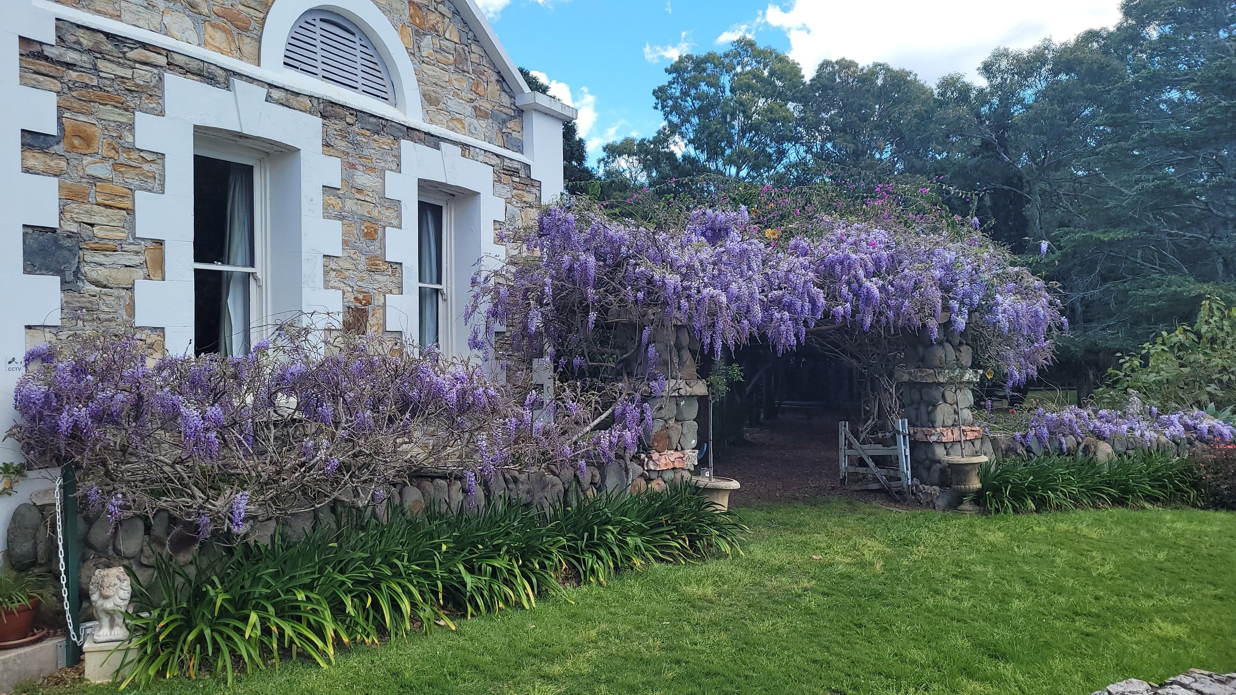 Main front of historic Tanilba House, Port Stephens with wisteria cross front of the house and the historic garden arbour creating a wisteria tunnel